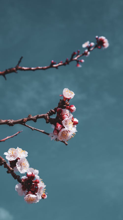 A close up of a branch with pink flowers