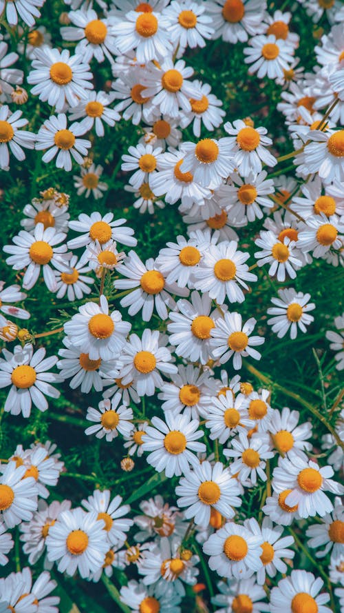 A bunch of white and yellow daisies