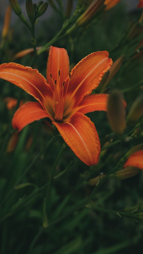 Orange, Exotic Flower