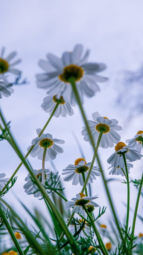 A close up of some white daisies in the sky