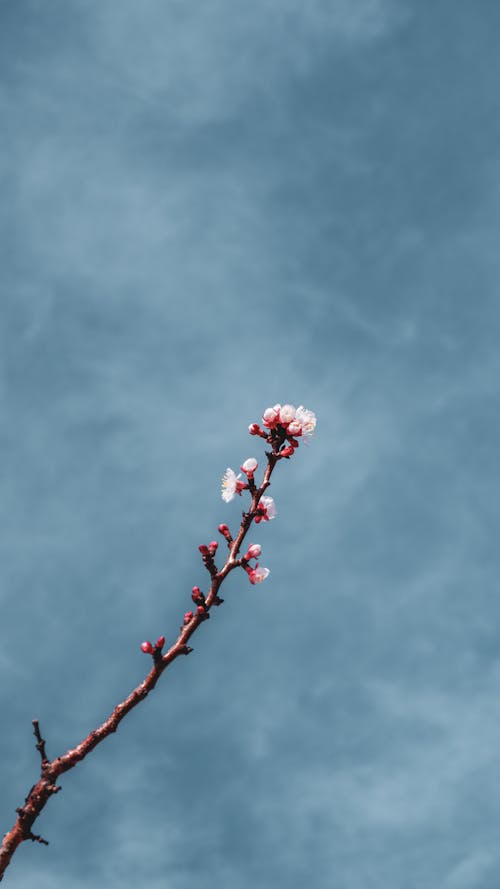 A branch with a single flower against a blue sky