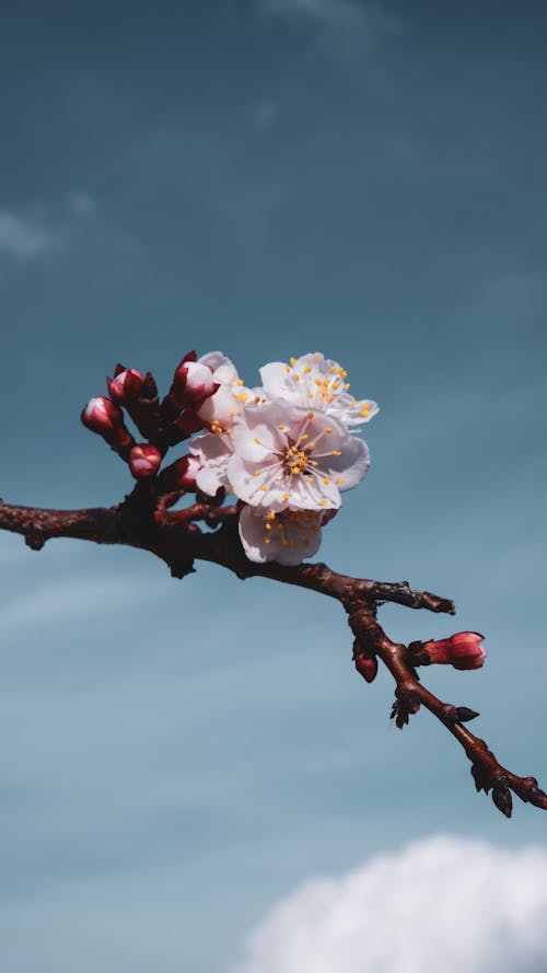 A branch with flowers on it against a blue sky