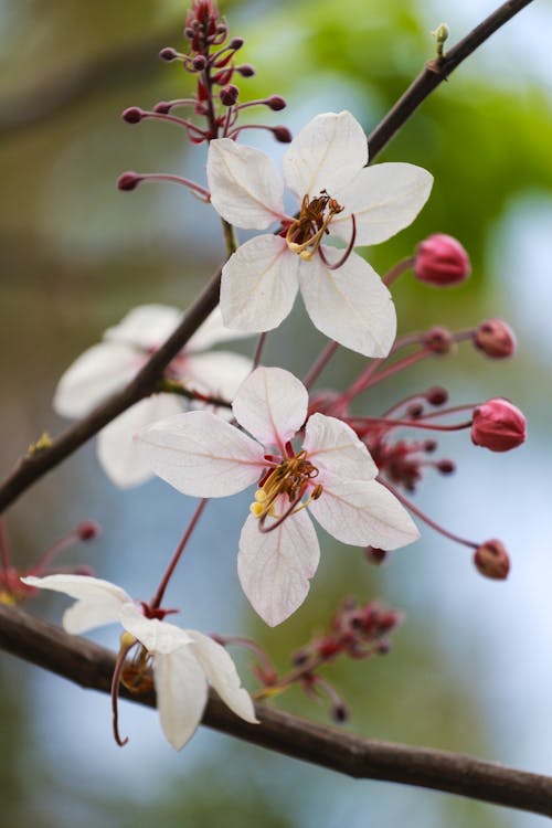 A close up of a flowering tree branch