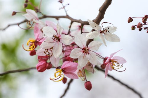 가지, 봄, 분홍색의 무료 스톡 사진