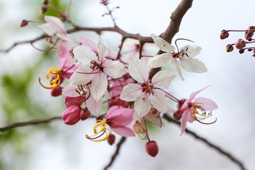 A branch with pink and white flowers on it