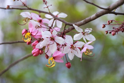 Foto stok gratis alam, bunga-bunga, musim semi