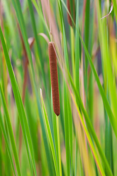 Gratis arkivbilde med cattail, lang, natur