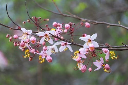 A branch with pink flowers and green leaves