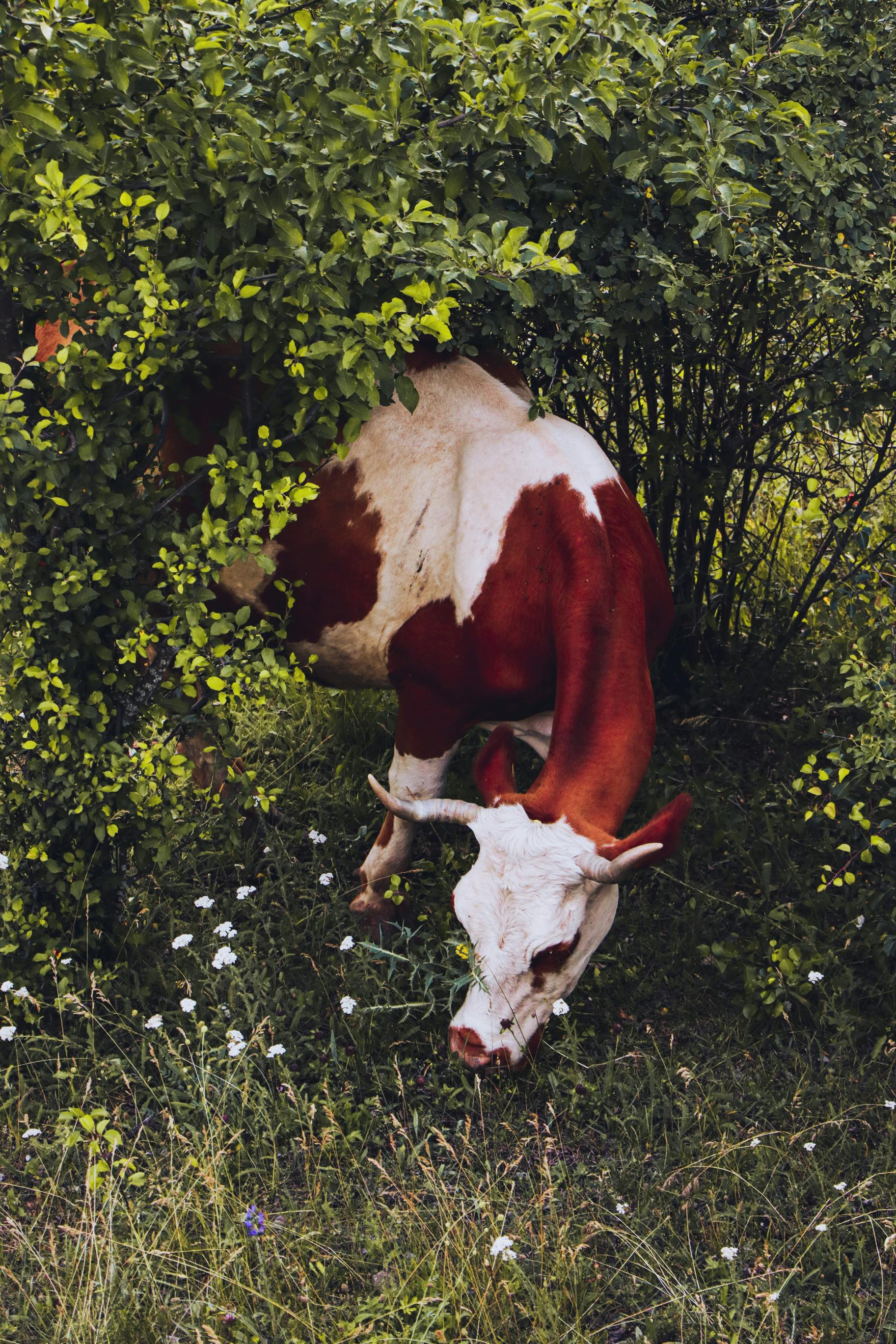 A brown and white cow grazes peacefully amidst vibrant green bushes and flowers in a rural meadow.