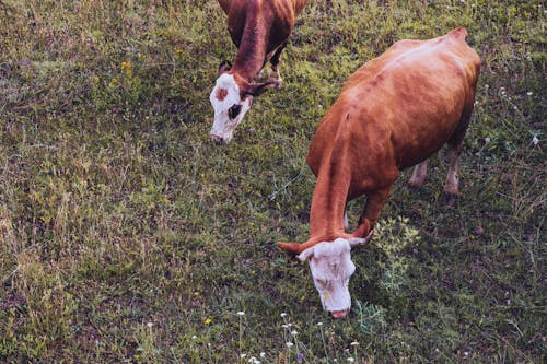 Two cows grazing in a field of grass