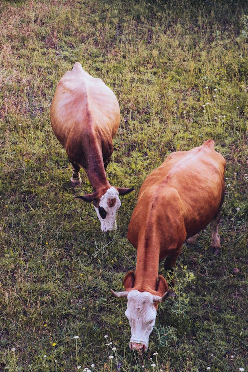動物攝影, 垂直拍攝, 奶牛 的 免費圖庫相片