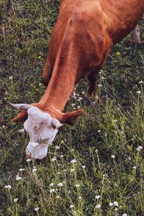 乳製品, 乾草地, 動物 的 免费素材图片