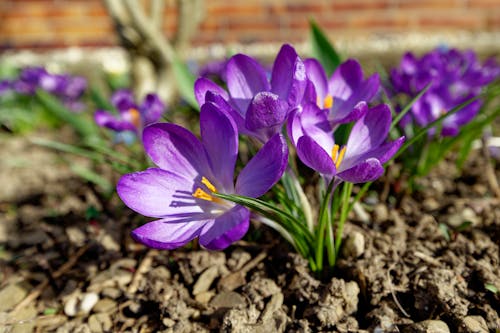 Free Purple Flowers of Crocus Stock Photo