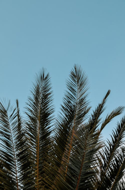 A palm tree against a blue sky
