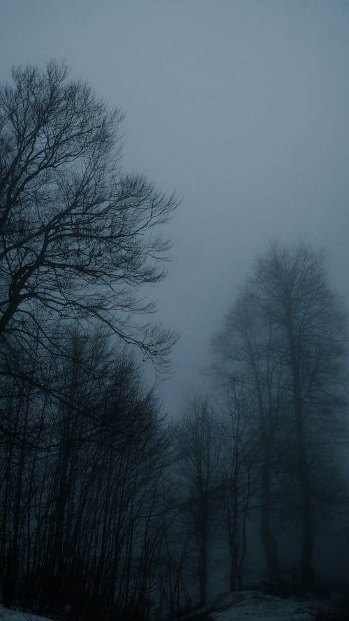 A dark and foggy photo of trees in the woods