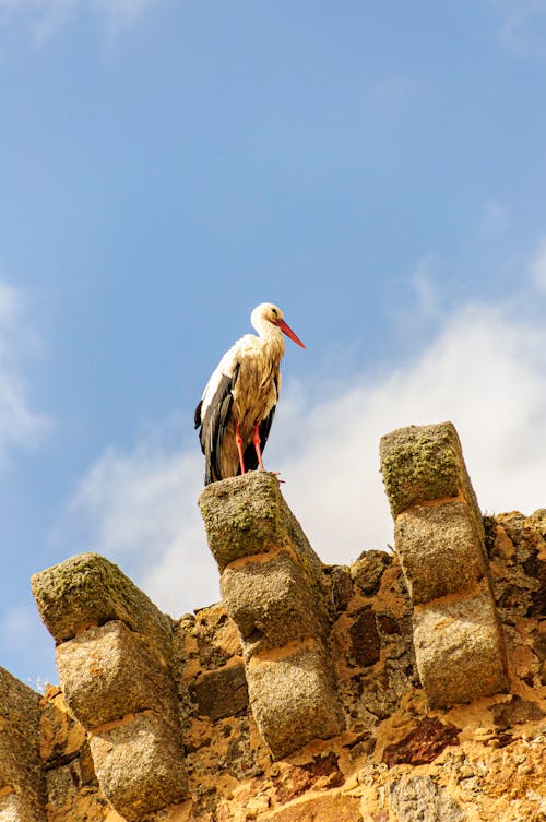 Stork on Stone Wall
