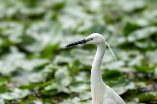 A white bird with a long beak standing in the water