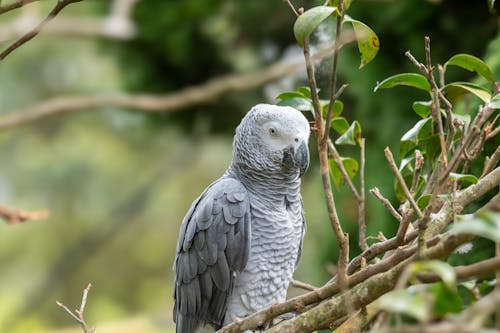 A grey parrot sitting on a branch in a tree