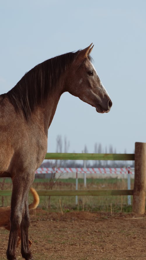Fotobanka s bezplatnými fotkami na tému bočný pohľad, dedinský, hnedý kôň