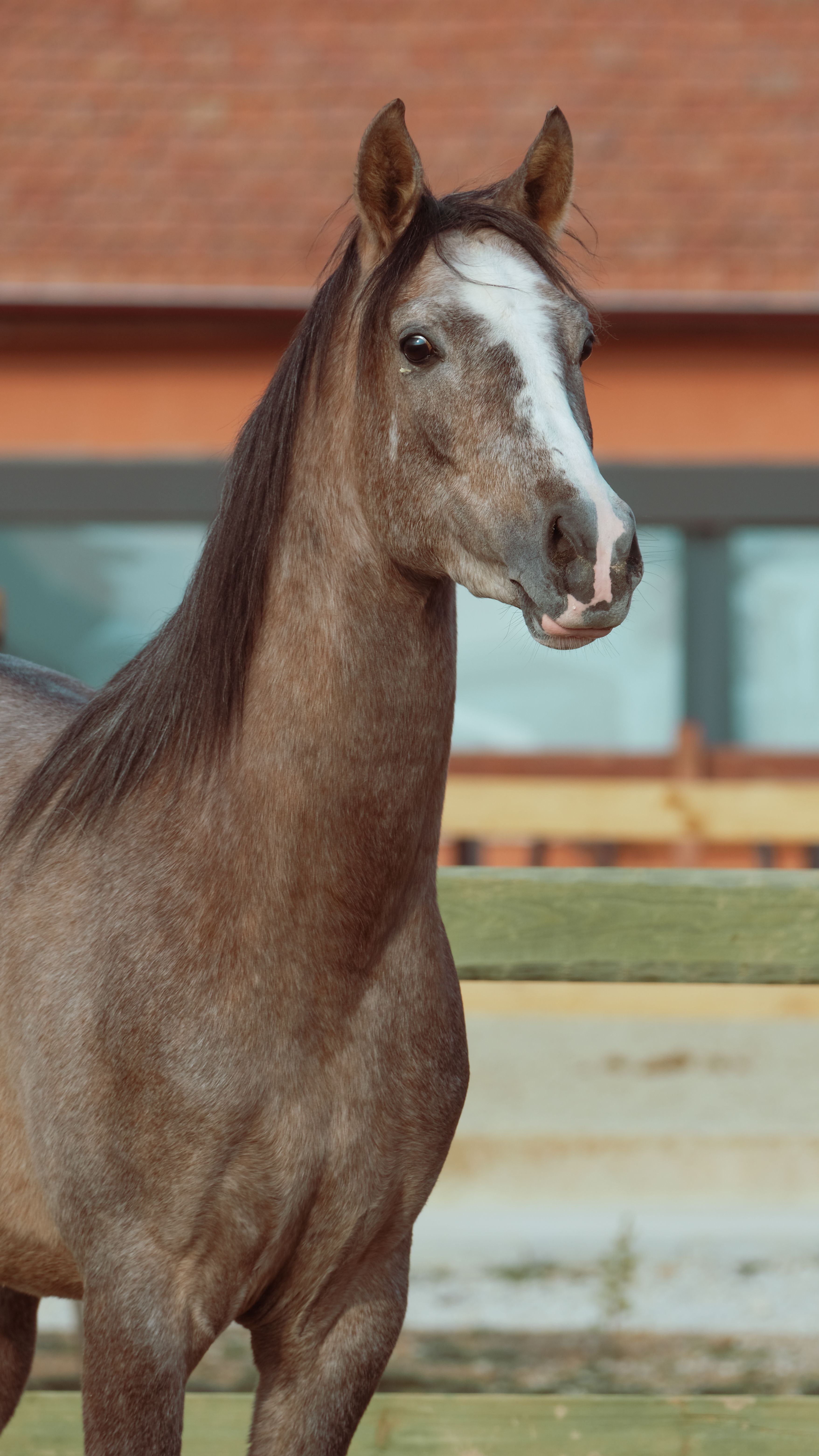 A stunning portrait of a brown horse standing outdoors, perfect for animal lovers and rural themes.