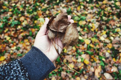 Free Close-up of a hand holding brown autumn leaves against a blurred leafy background. Stock Photo