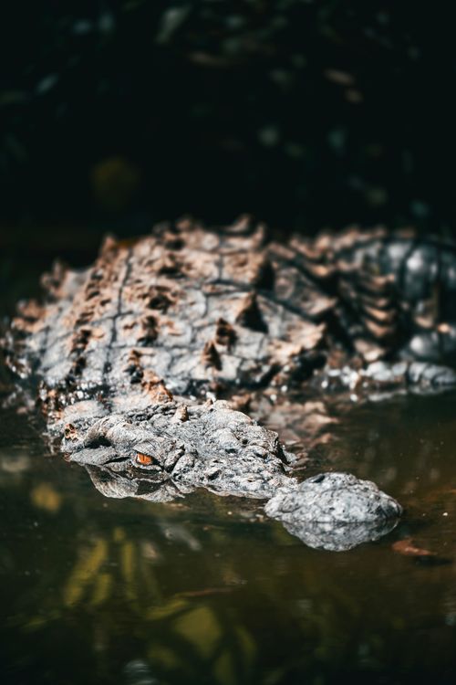 Free A close-up shot of a crocodile partly submerged in water in its natural habitat. Stock Photo