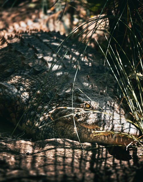 Photo of a Crocodile on the Ground 