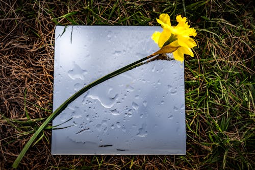 Бесплатное стоковое фото с вид сверху, желтый, капли дождя
