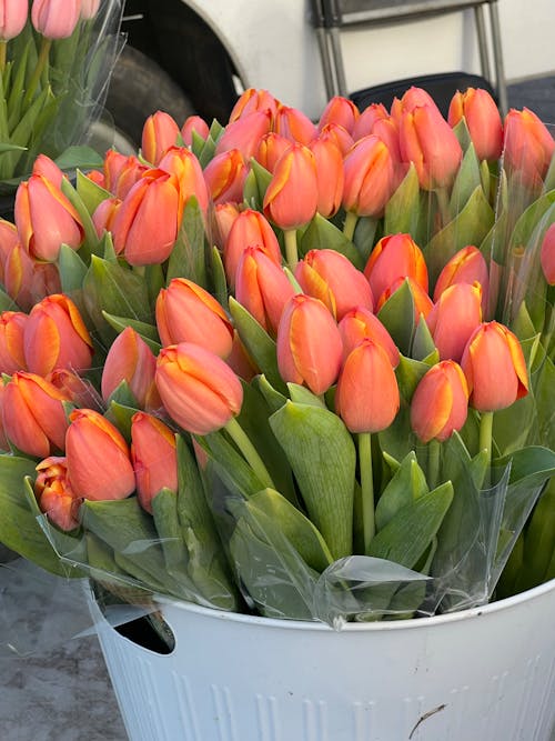 A bucket full of orange tulips is sitting on the sidewalk