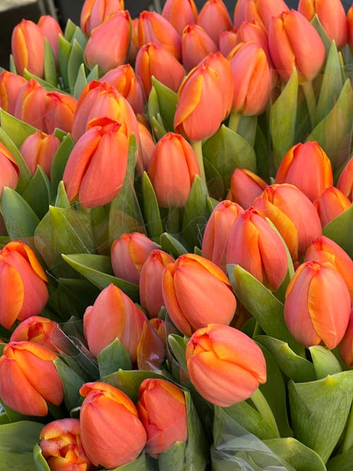 A bunch of orange tulips are in a vase