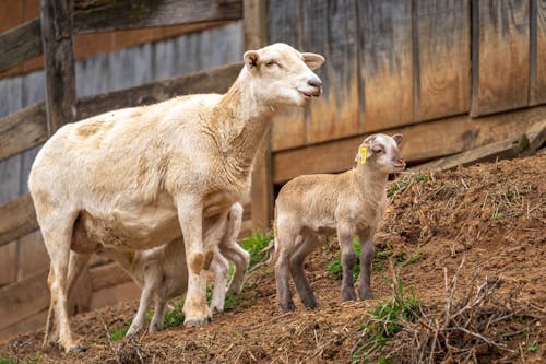 A sheep and a baby sheep standing in a field