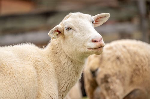 A sheep with a white face and a white body