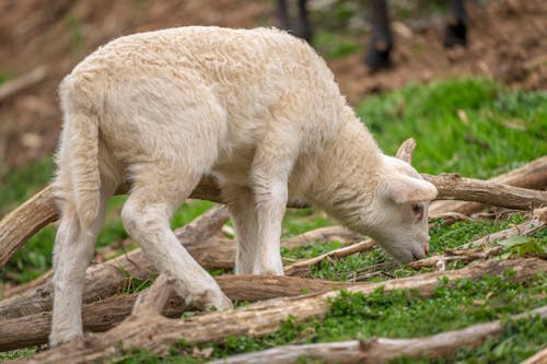 A baby lamb is eating some grass