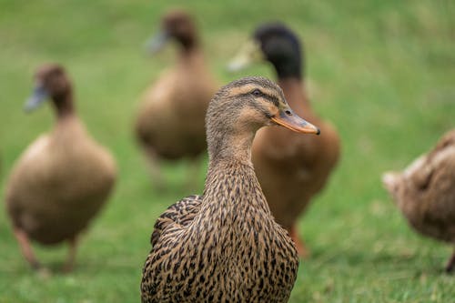 A group of ducks standing in a grassy field