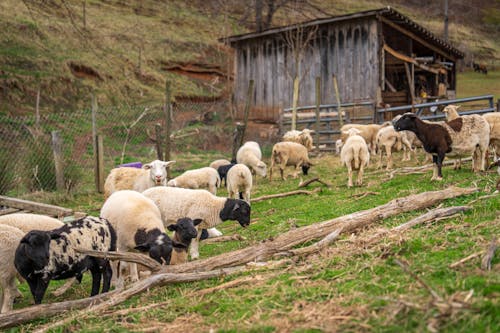 A herd of sheep grazing in a field