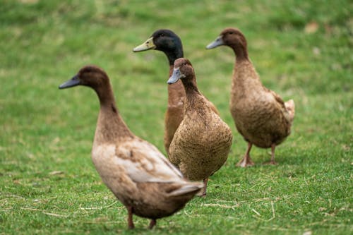 A group of ducks standing in a grassy field
