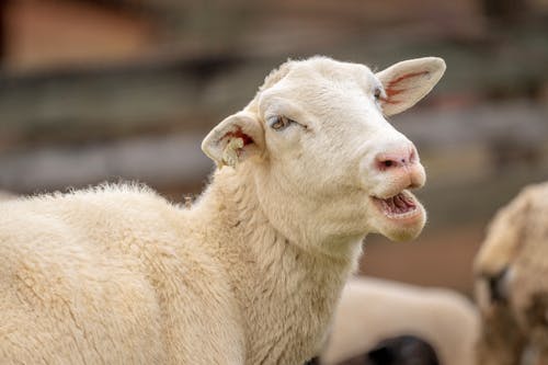 A sheep with its mouth open and another sheep standing next to it