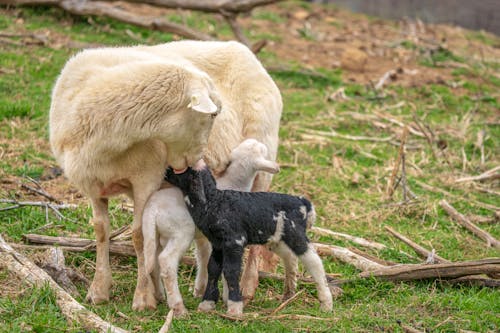 Kostnadsfri bild av baby får, bete, bondgård