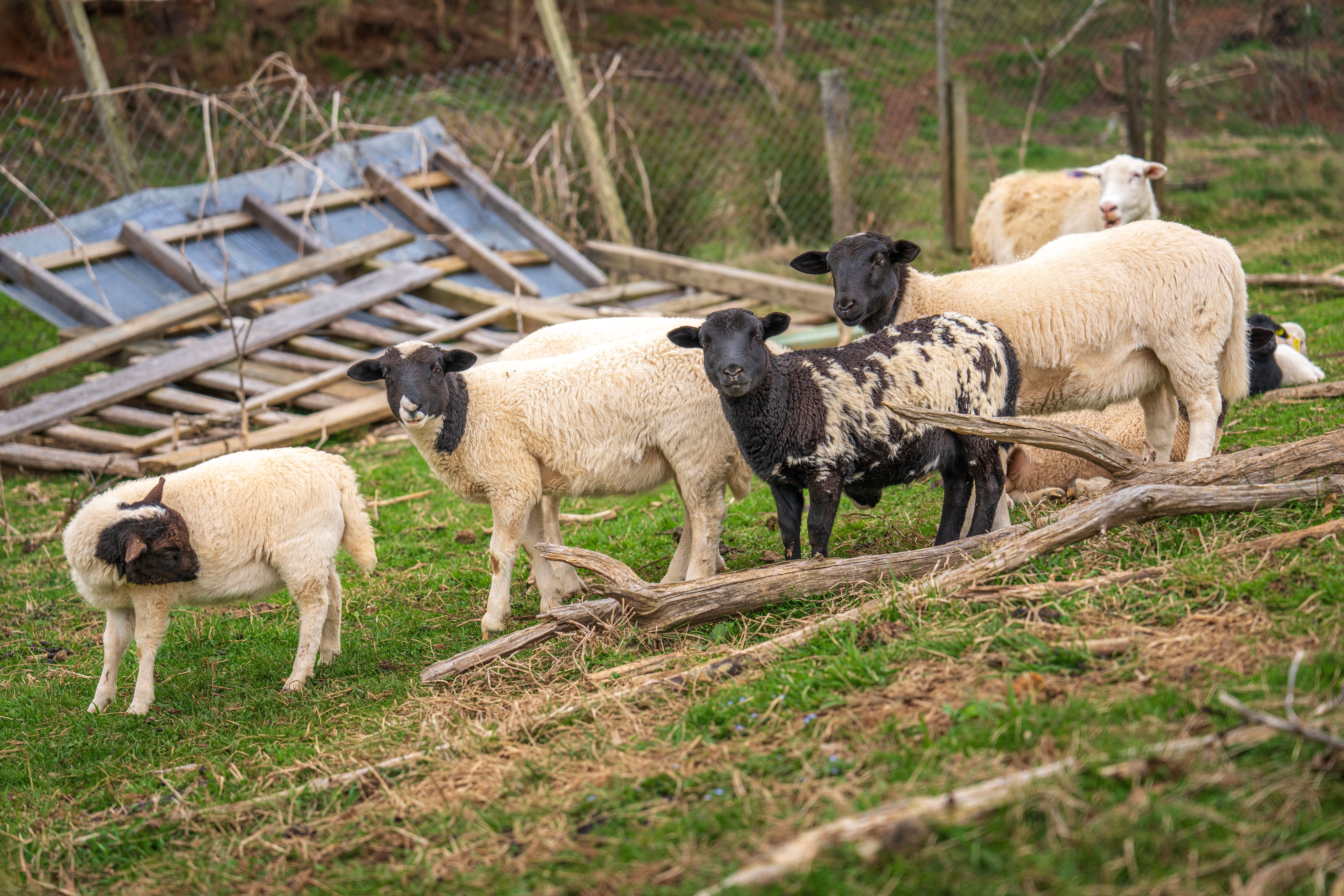 A Flock of Sheep Grazing on a Pasture · Free Stock Photo