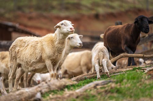 吃草, 家畜, 小綿羊 的 免費圖庫相片