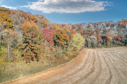 Free A field with trees and dirt in the fall Stock Photo