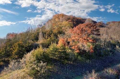 Ingyenes stockfotó domb, esés, fák témában