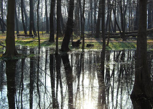 A swampy area with trees and water