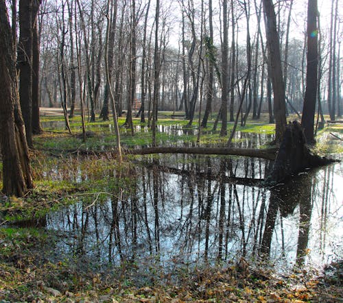 A pond in the middle of a forest with trees