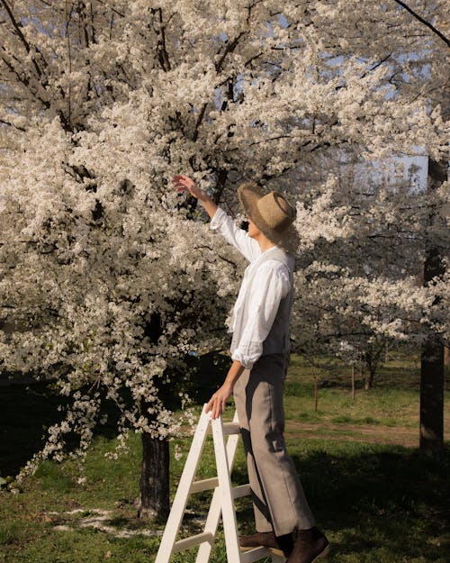 白い桜の花の木の下で梯子の上に立つヨバン・ヴァシリエビッチ 