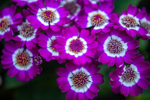 Purple flowers with white centers and green leaves