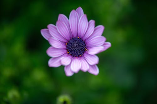 A purple flower with a blue center is shown