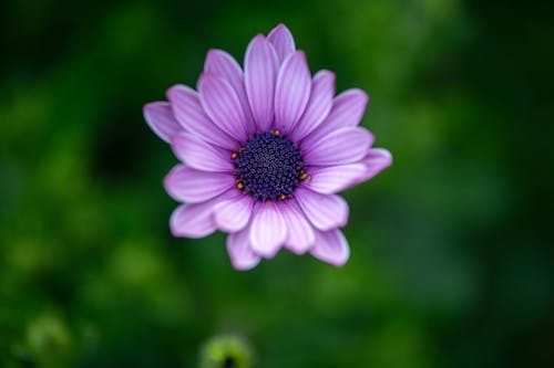 Gratis arkivbilde med blomst, blomstre, flora