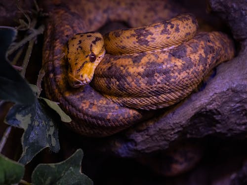 Бесплатное стоковое фото с python, змея, крупный план