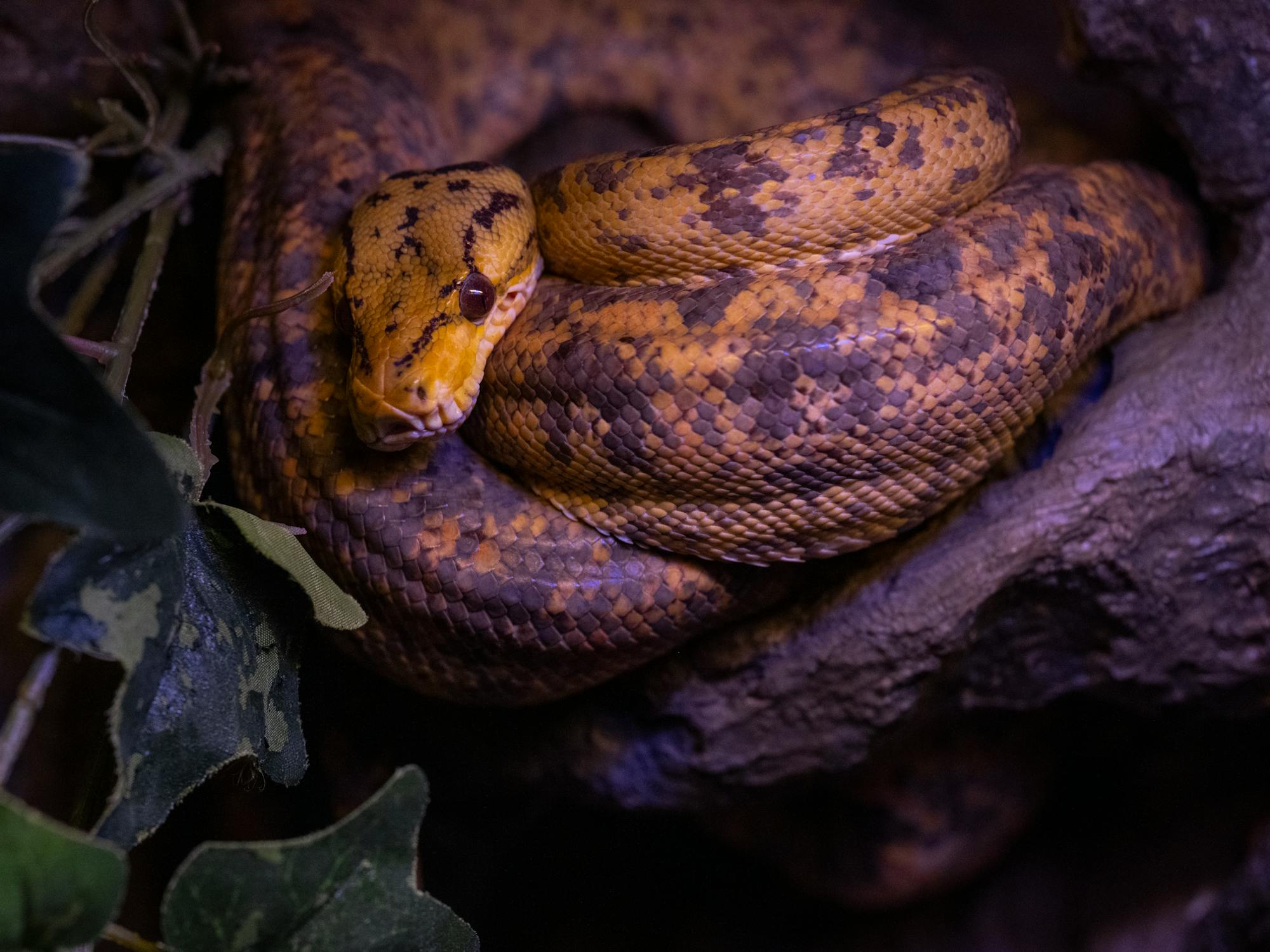 Close up of Python Snake · Free Stock Photo